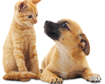 Cat & Dog